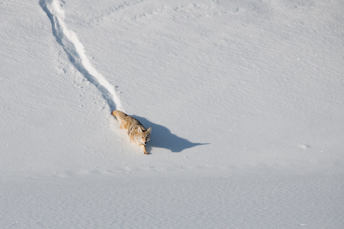 Snow-Trail