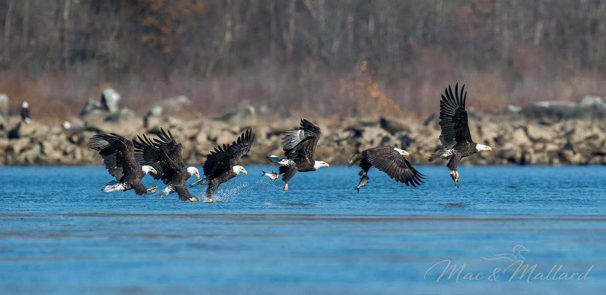 Bald,Eagle,Hunting/fishing,Sequence