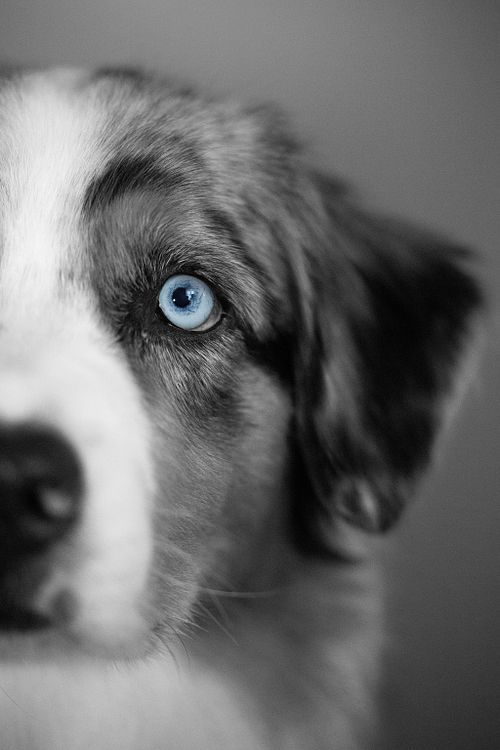 Hunde