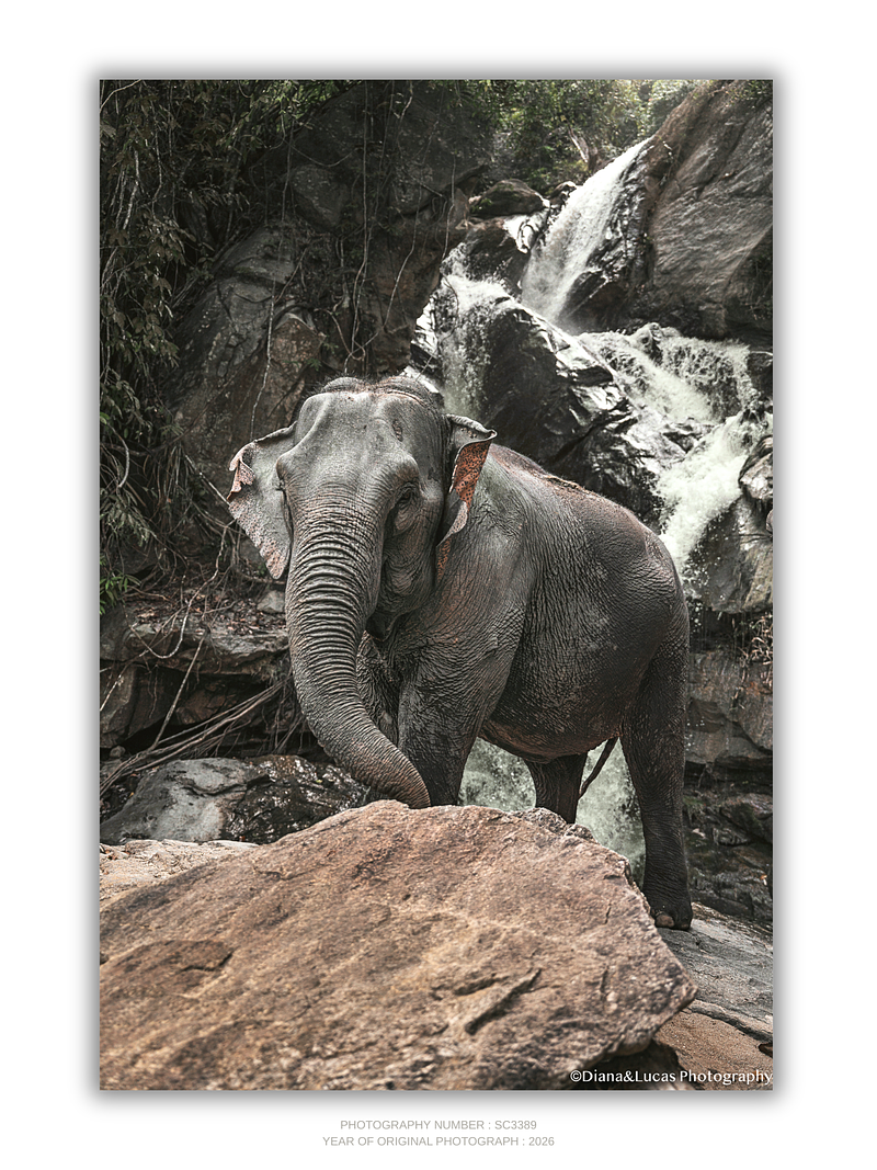 COLLECTION - GIANTS OF THE LAND VERTICAL - "Behind Her" - LIMITED EDITION 10 of 10
