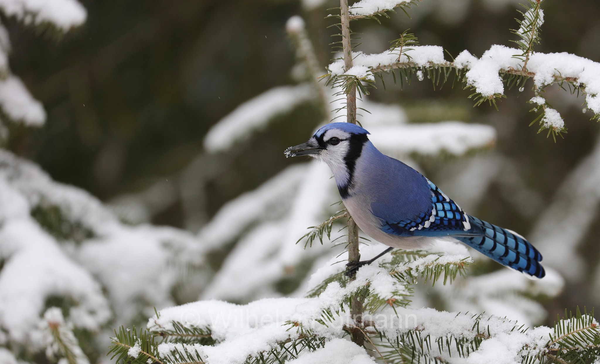 Cyanocitta cristata, blue jay, Blauhäher, ghiandaia azzurra americana, ghiandaia azzurra, Costello Creek, Algonquin Provincial Park, Parco provinciale di Algonquin, Ontario, Canada, Kanada