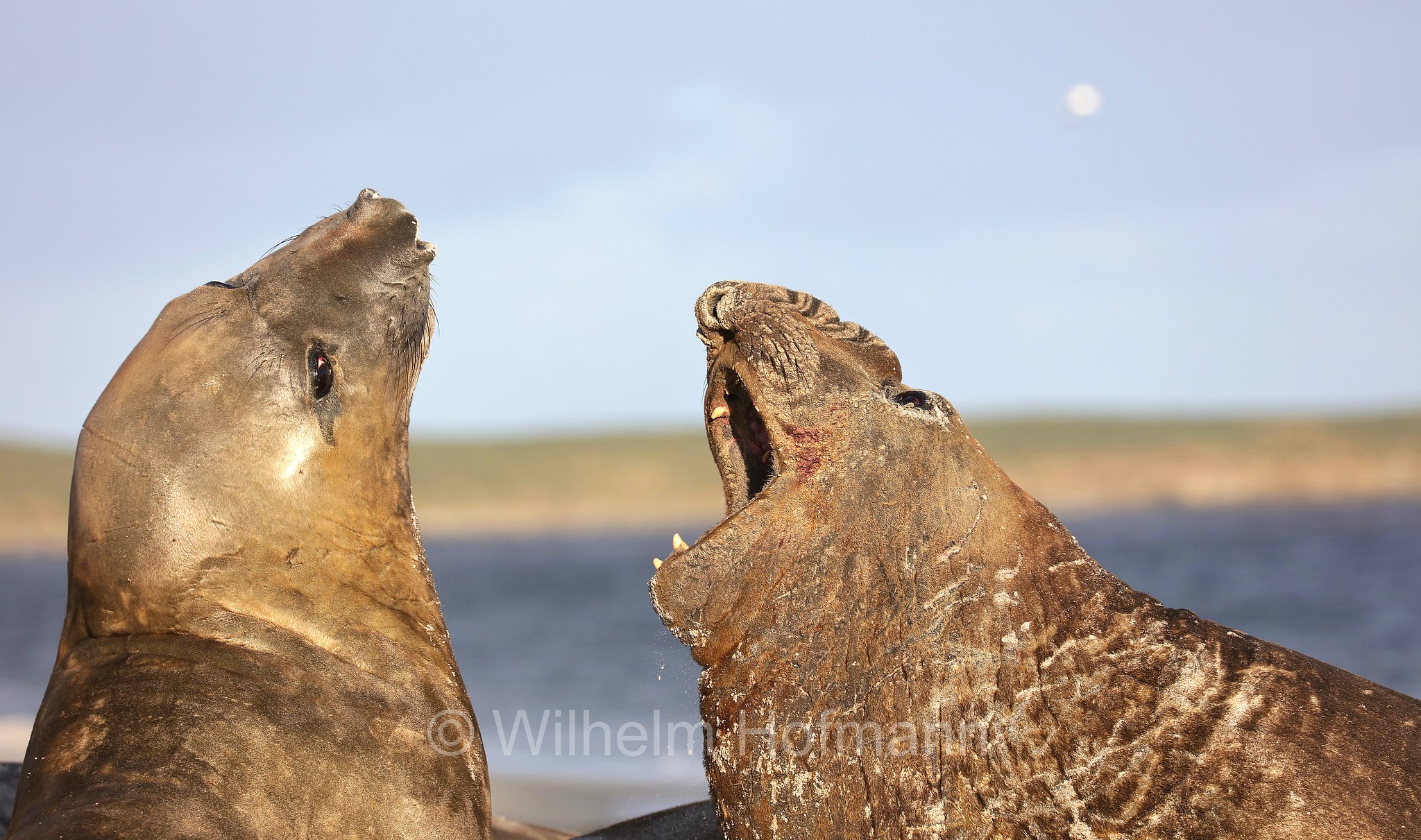 southern elephant seal, Südlicher See-Elefant, elefante marino meridionale, Mirounga leonina, Sealion Island, Sea Lion Island, Isla de los Leones Marinos, Falkland Islands, Falklandinseln, Isole Falkland