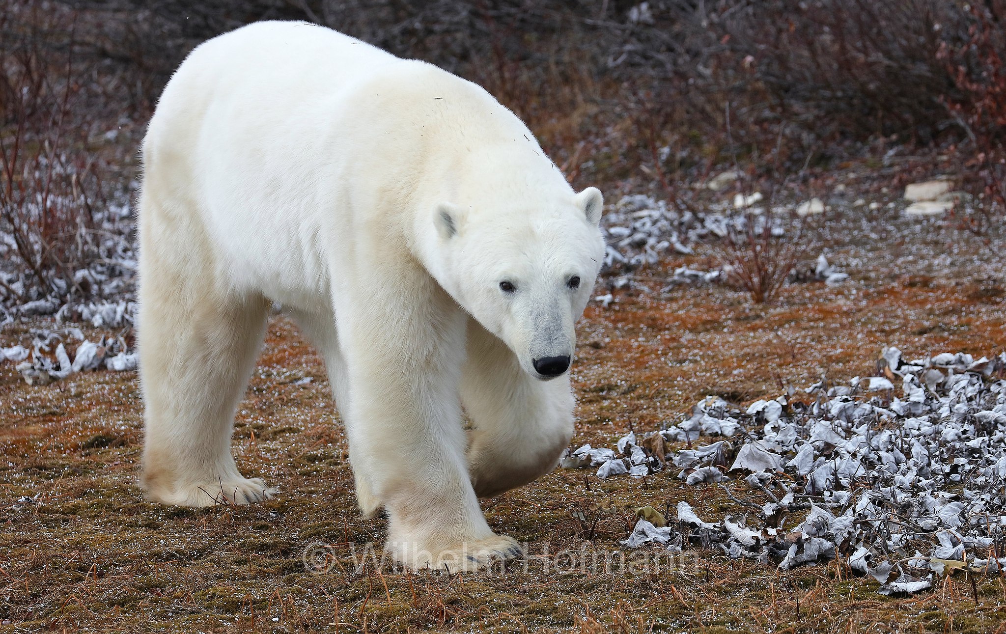 Ursus maritimus, polar bear, Eisbär, Polarbär, orso polare, orso bianco, Polar Bear Reserve, Churchill, Manitoba, Canada, Kanada
