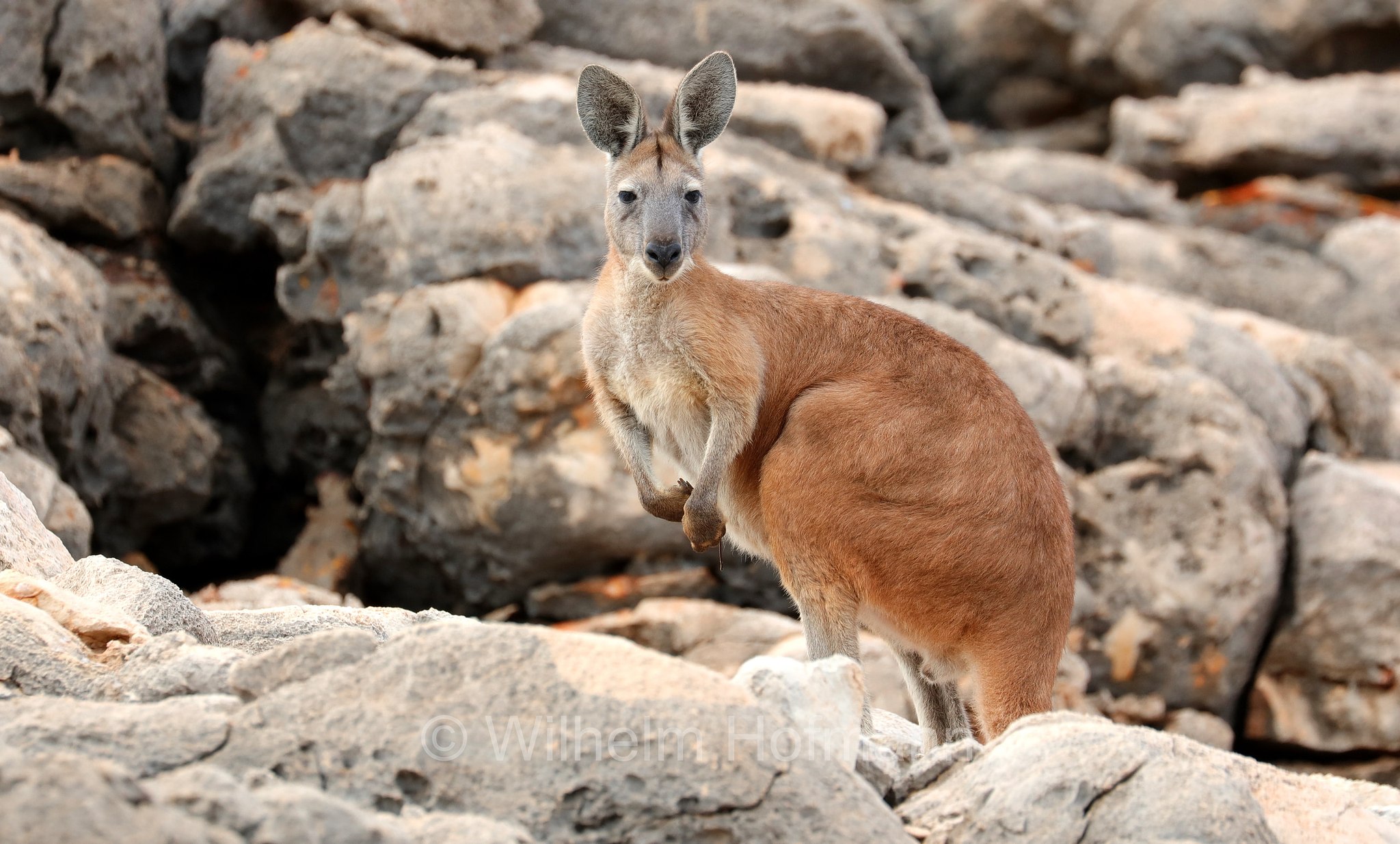 Osphranter rufus, red kangaroo, Rotes Riesenkänguru, canguro rosso, Mandu Mandu Gorge, Cape Range National Park, Cape-Range-Nationalpark, Western Australia, Westaustralien, Australia Occidentale, Australia, Australien