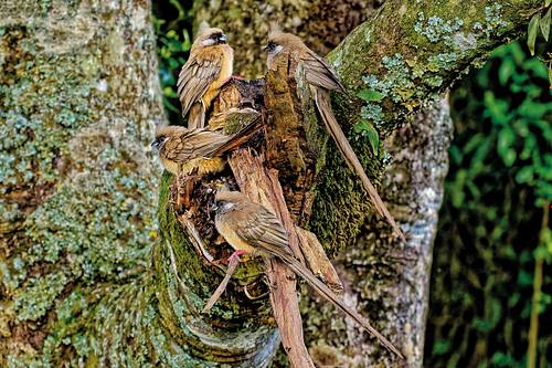 Oiseaux du Kenya