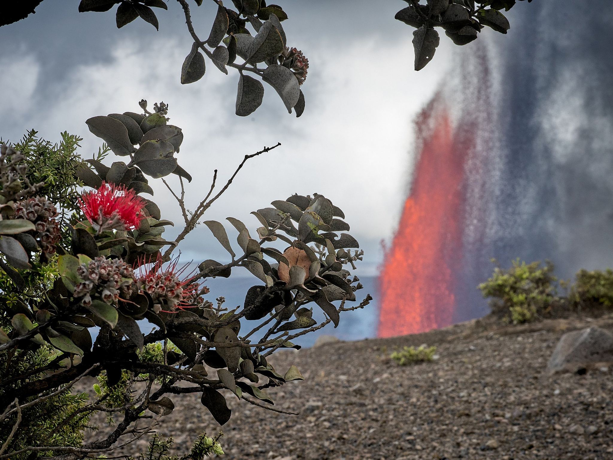 Two Hawaii Icons : Ohi'a Blossom and Kilauea Lava Fountain - Vol