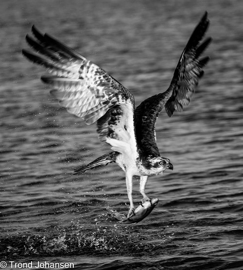 Osprey Photography
