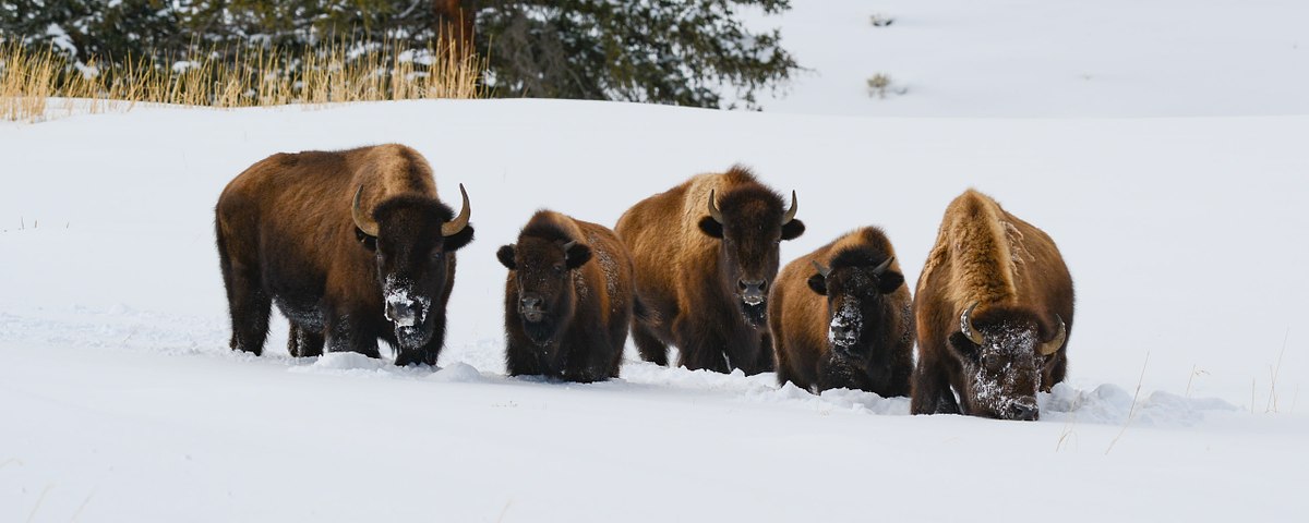 Winter-Herd