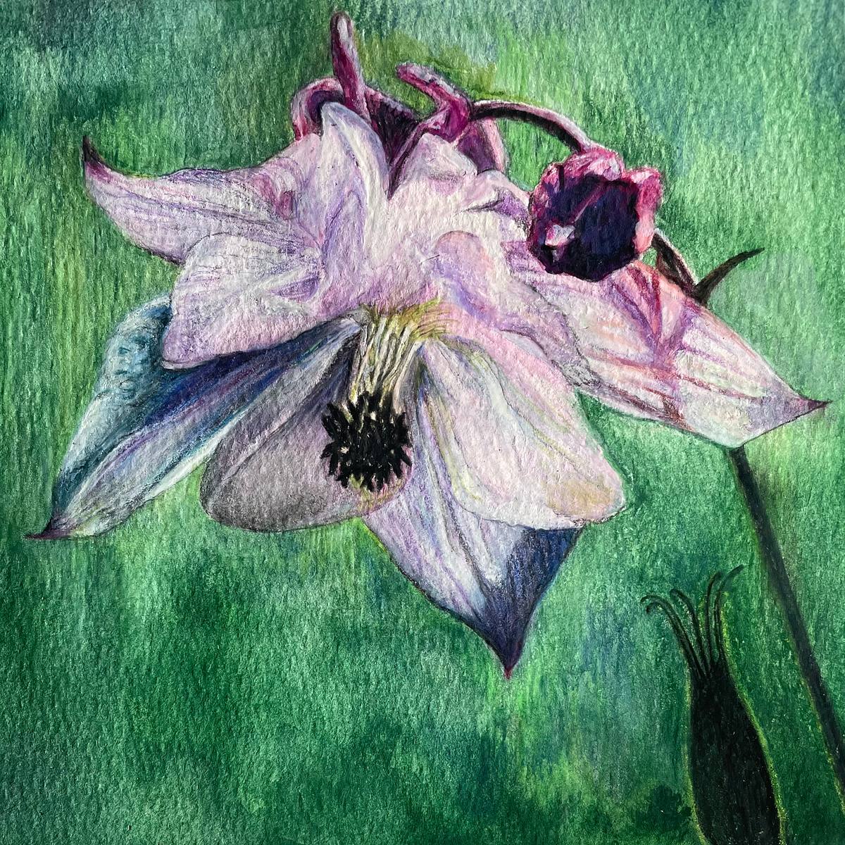 Aquilegia Art, Aquilegia Painting, Aquilegia mini painting, Columbine Art, Columbine Painting, Columbine mini painting, moody columbine, moody flower art, pink and green flower art, pink and green floral art, pink green floral painting, 6 x 6 florals, 6 x 6 floral painting
