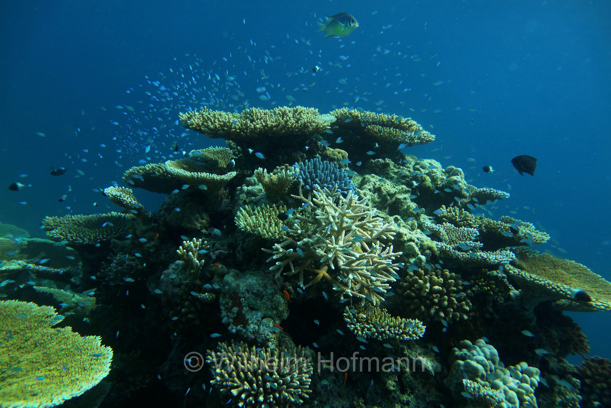Korallenriff, coral reef, ﻿barriera corallina, scogliera corallina, South Malé Atoll, Maldives, Malediven, Maledive, Süd-Malé-Atoll