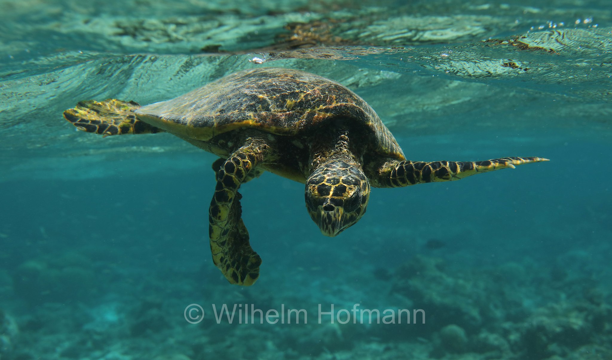 hawksbill sea turtle, Echte Karettschildkröte, tartaruga embricata, Eretmochelys imbricata, Maldives, Malediven, Maledive, Fihalhohi Island Resort