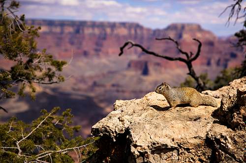 A horizontal wildlife portrait of a Grand Canyon Rock Squirrel perched on a weathered limestone ledge overlooking the vast expanses of the canyon depths in Arizona.