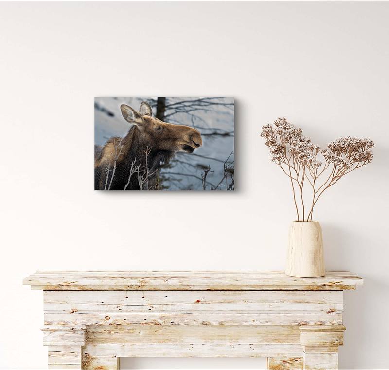 Simply Beautiful (Moose)
