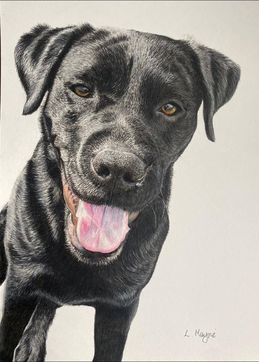 Lesley Mayne Artworks Pet Portrait Black Labrador Pet Portrait  Chester Pet Portrait Artist Commissioned