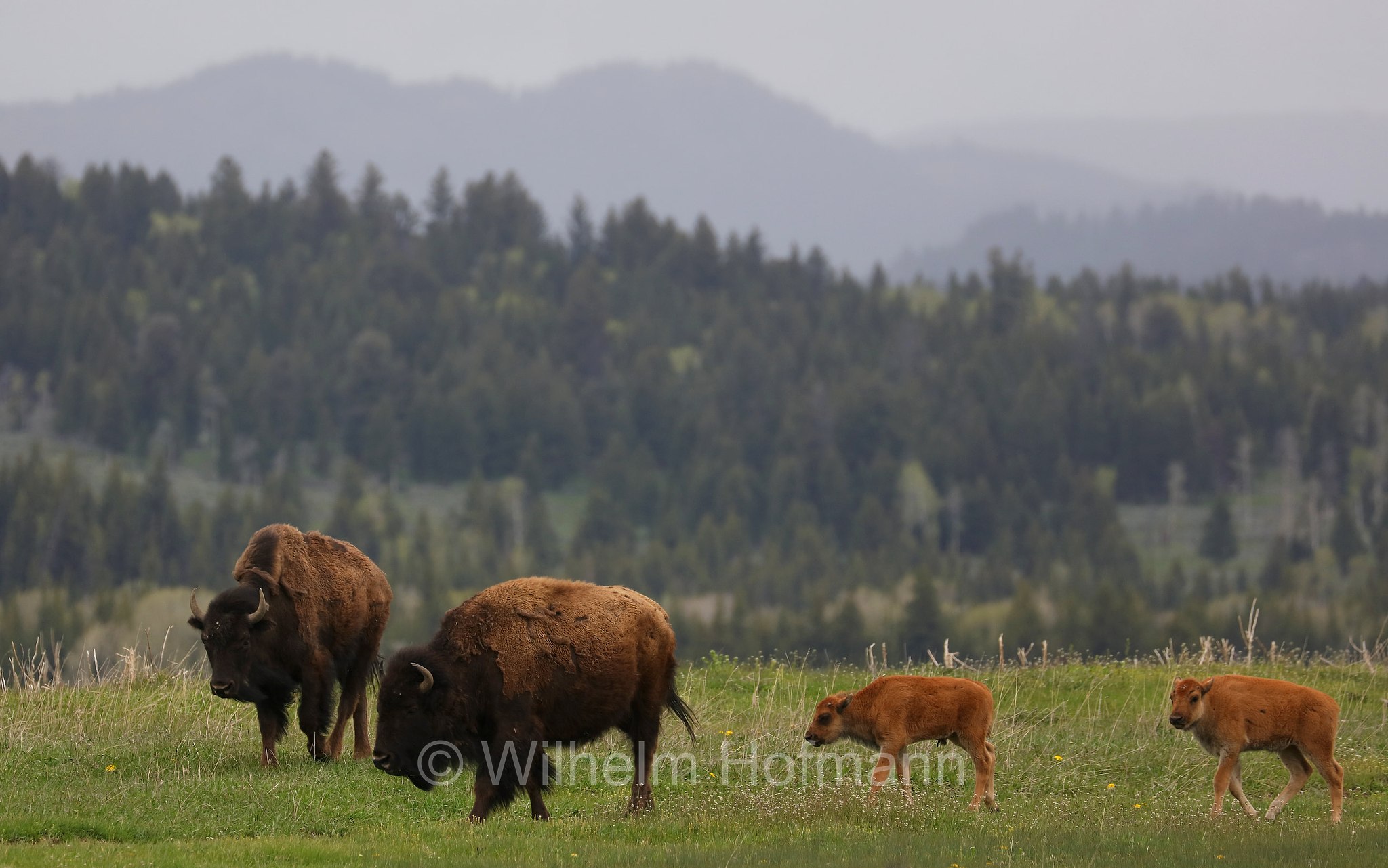 Plains bison, Präriebison, bisonte delle pianure, Bison bison bison, Elk Ranch Flats, Grand Teton National Park, Grand-Teton-Nationalpark, parco nazionale del Grand Teton, Wyoming, USA