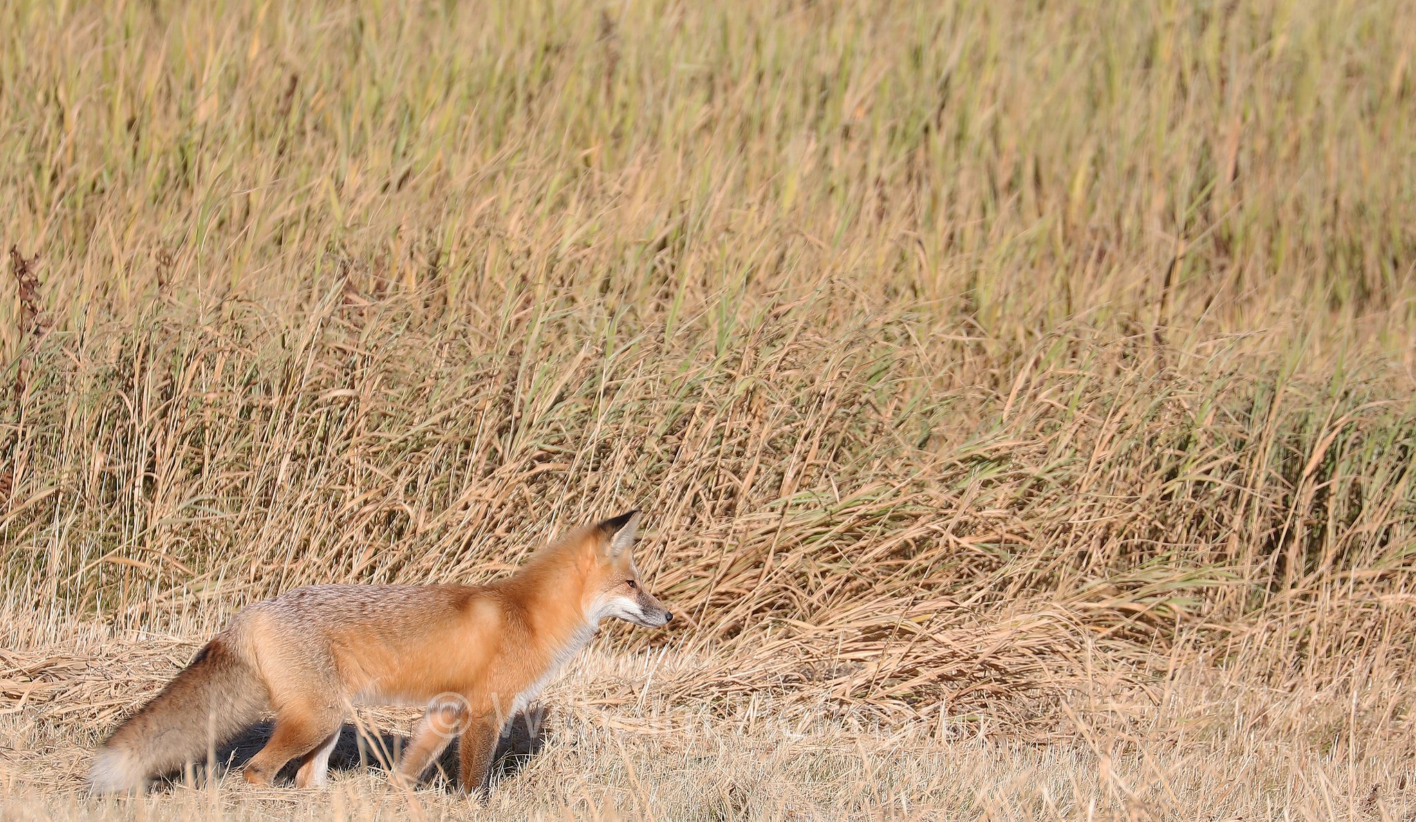 Vulpes vulpes, Canis vulpes, red fox, Rotfuchs, volpe rossa, Riding Mountain National Park, Riding-Mountain-Nationalpark, Parco nazionale di Riding Mountain, Manitoba, Canada, Kanada
