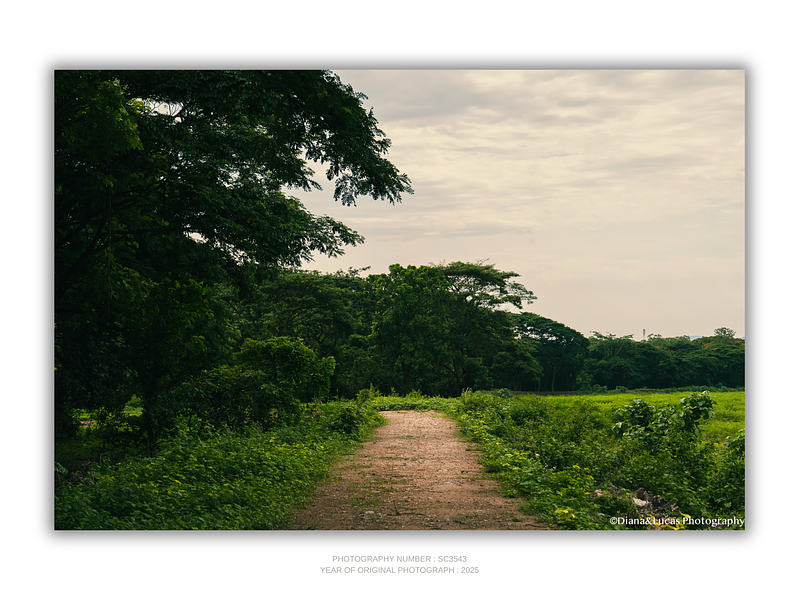 THE ONE - WILDLIFE & NATURE - "Tropical Road" - LIMITED EDITION 5 of 5