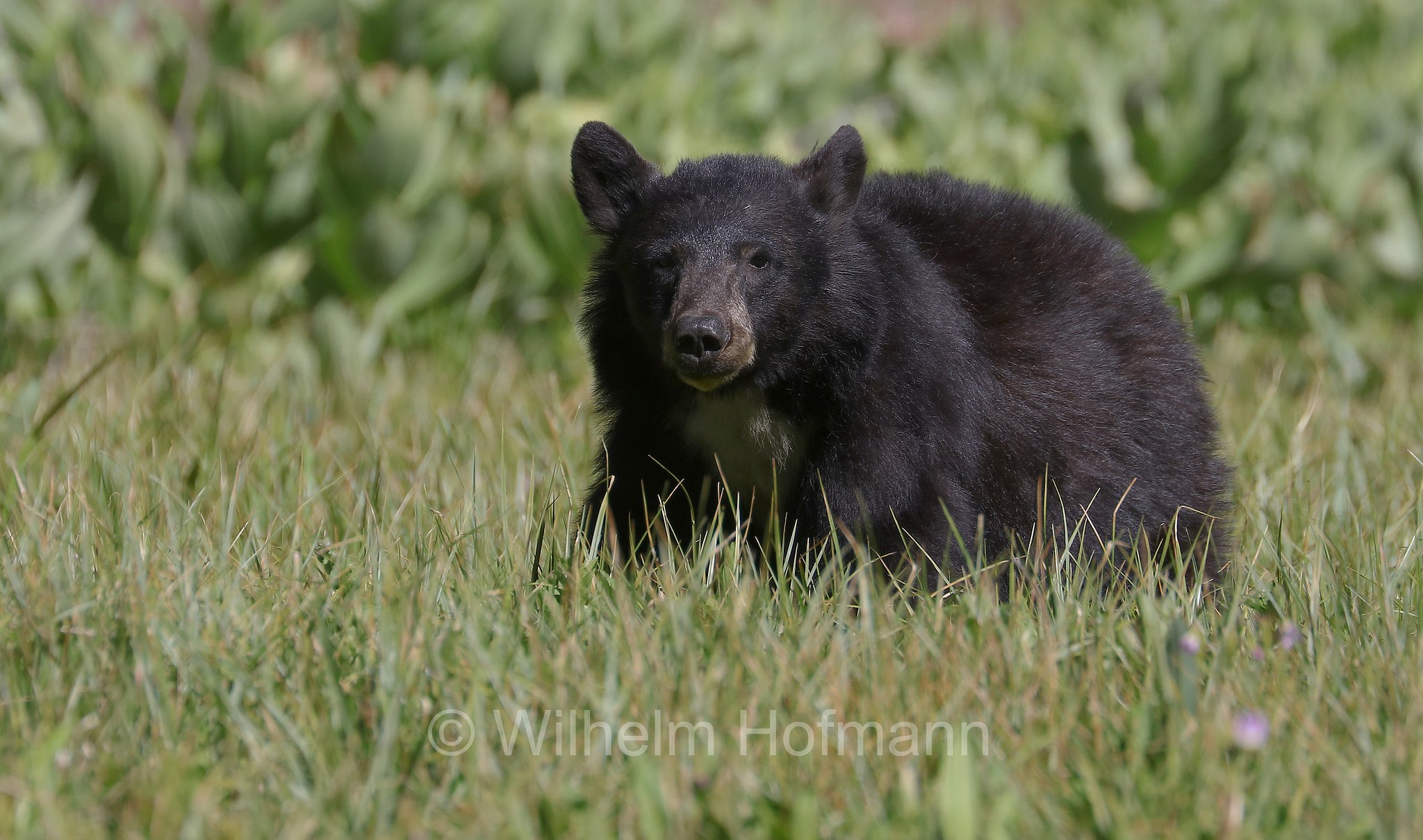 Ursus americanus, American black bear, black bear, Amerikanischer Schwarzbär, Baribal, orso nero, baribal, Crescent Meadow, Sequoia National Park, Sequoia-Nationalpark, Parco nazionale di Sequoia, California, Kalifornien, USA