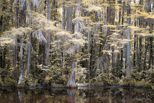 Golden Haze Dance