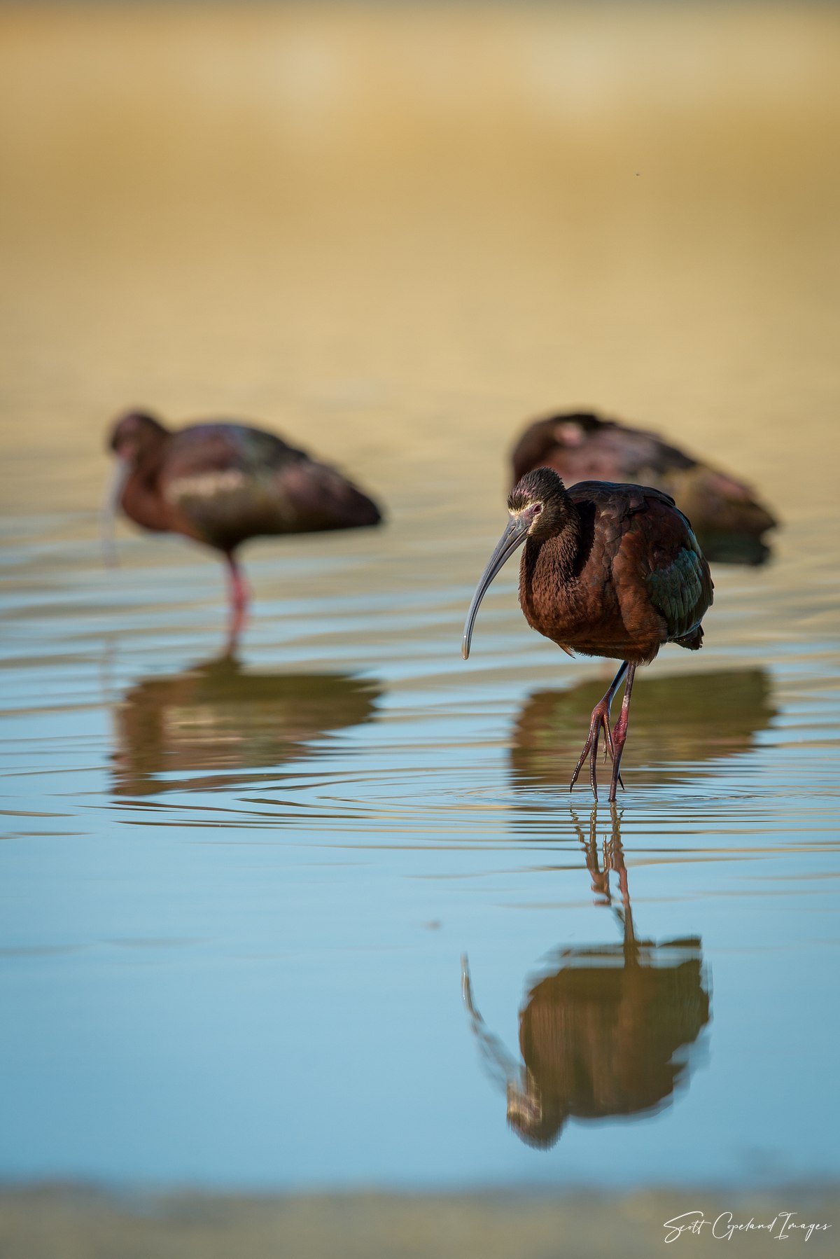 Killpecker Ibis #3