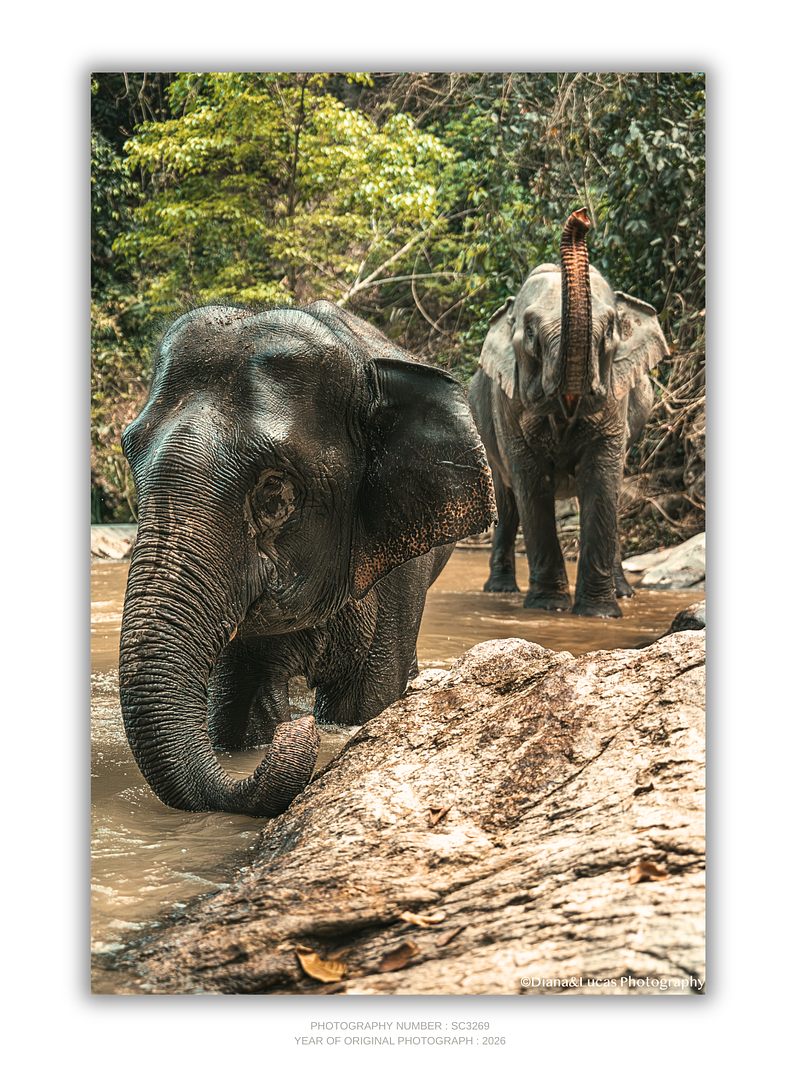 COLLECTION - GIANTS OF THE LAND VERTICAL - "River Company" - LIMITED EDITION 10 of 10