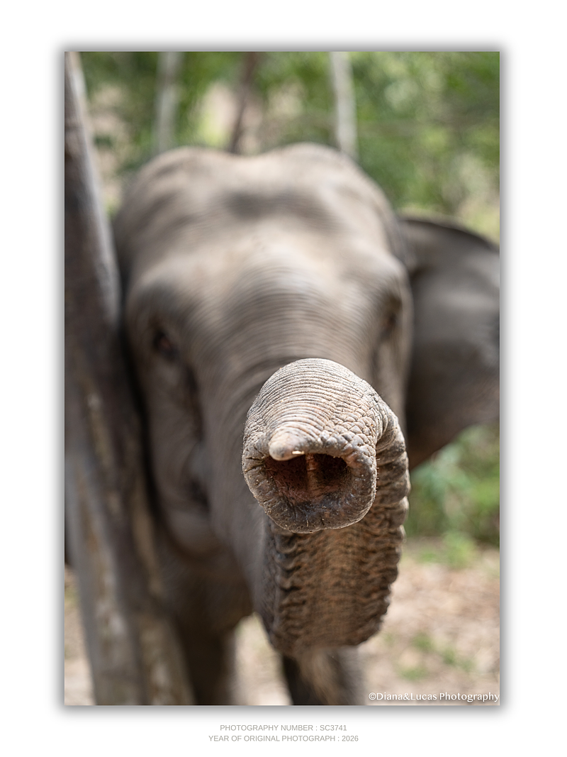 COLLECTION - GIANTS OF THE LAND VERTICAL - "Hello" - LIMITED EDITION 10 of 10