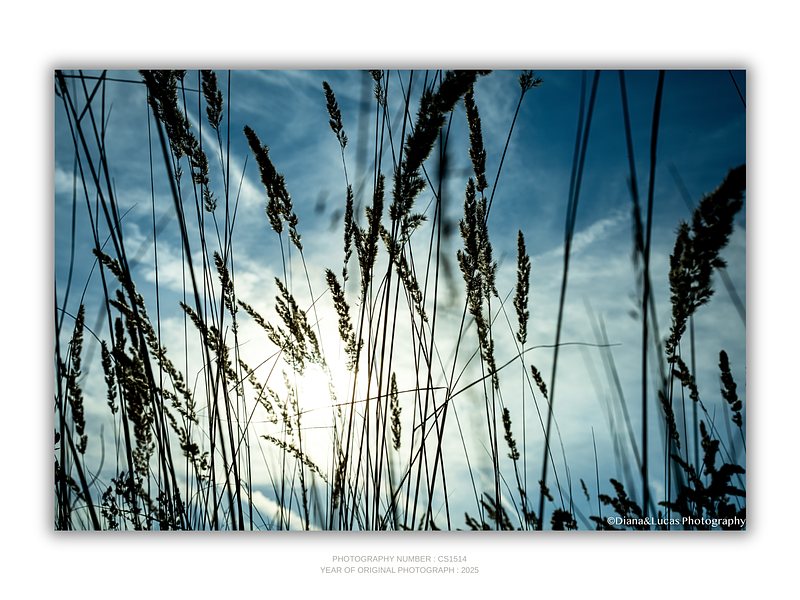 THE ONE - WILDLIFE & NATURE - "Field Level" - LIMITED EDITION 4 of 5