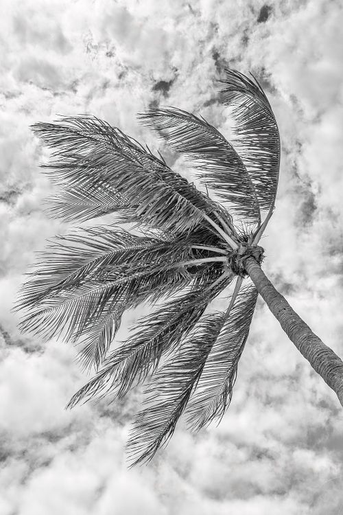 Like the Lone Palm