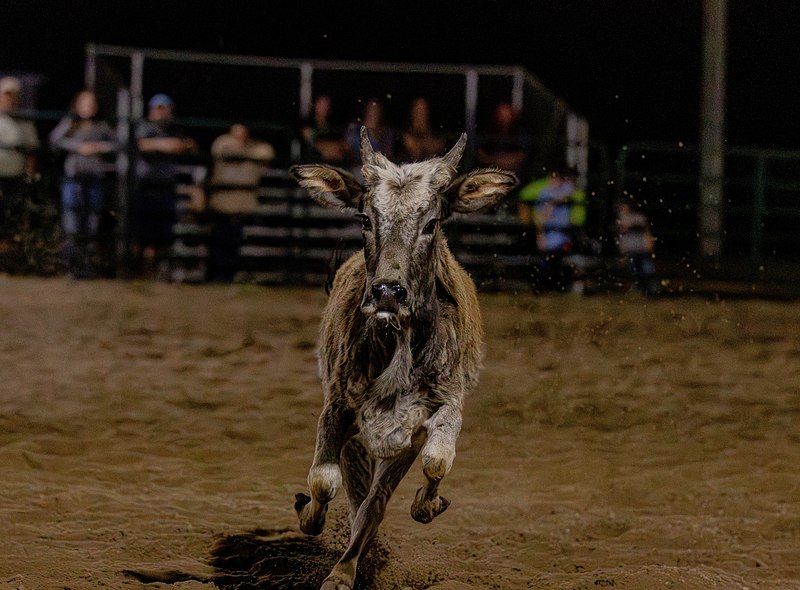 Ranch Rodeo