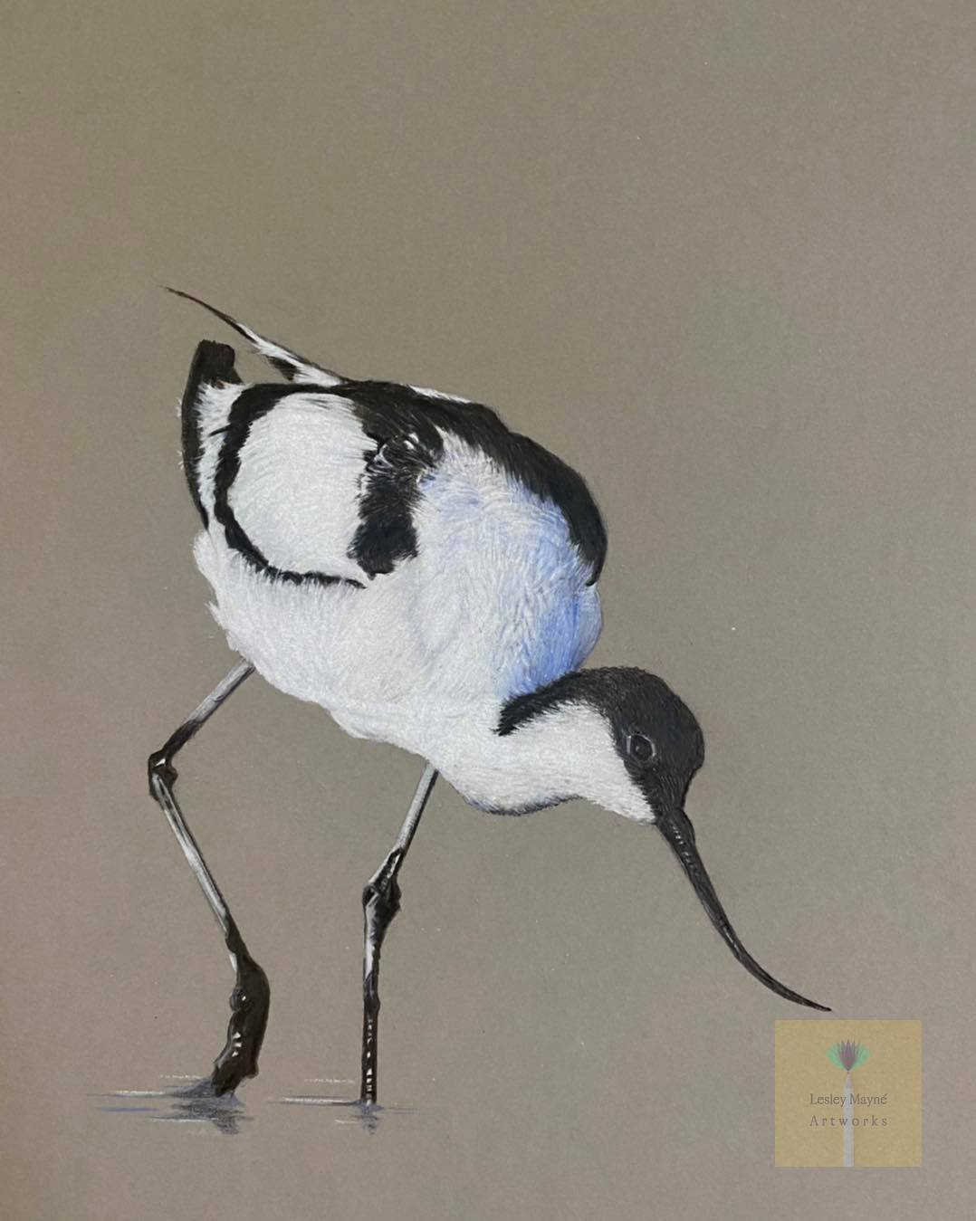 Pied Avocet coloured pencil fine art drawing. Avocet foragine for food in the mud on a grey background