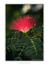 THE ONE - WILDLIFE & NATURE - "Puff Flower" - LIMITED EDITION 5 of 5