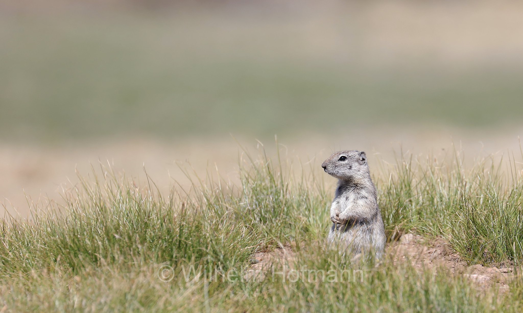 Urocitellus beldingi, Spermophilus beldingi, Belding's ground squirrel, pot gut, sage rat, picket-pin, Belding-Ziesel, scoiattolo terricolo di Belding, Tuolumne Meadows, Yosemite National Park, Yosemite-Nationalpark, Parco nazionale di Yosemite, California, USA