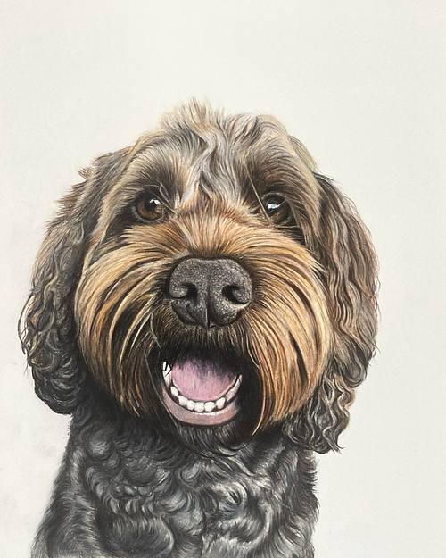 Cockapoo - Pet Portrait