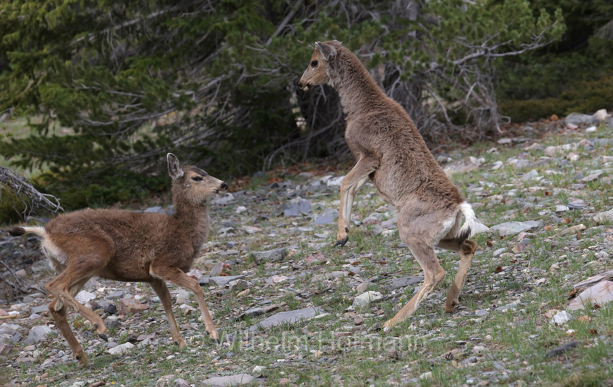 Odocoileus hemionus hemionus, Rocky Mountain Mule Deer, Rocky-Mountain-Maultierhirsch, cervo mulo delle Rocciose, Bristlecone Lakes Trailhead, Great Basin National Park, Great-Basin-Nationalpark, Parco nazionale del Great Basin, Nevada, USA