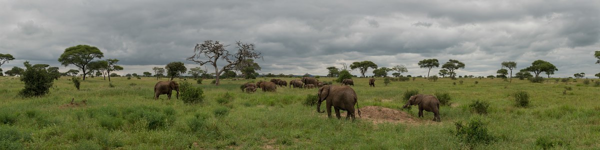 Land-of-Elephants