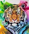 Sweet Tiger