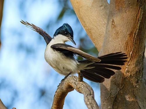 Bird Life