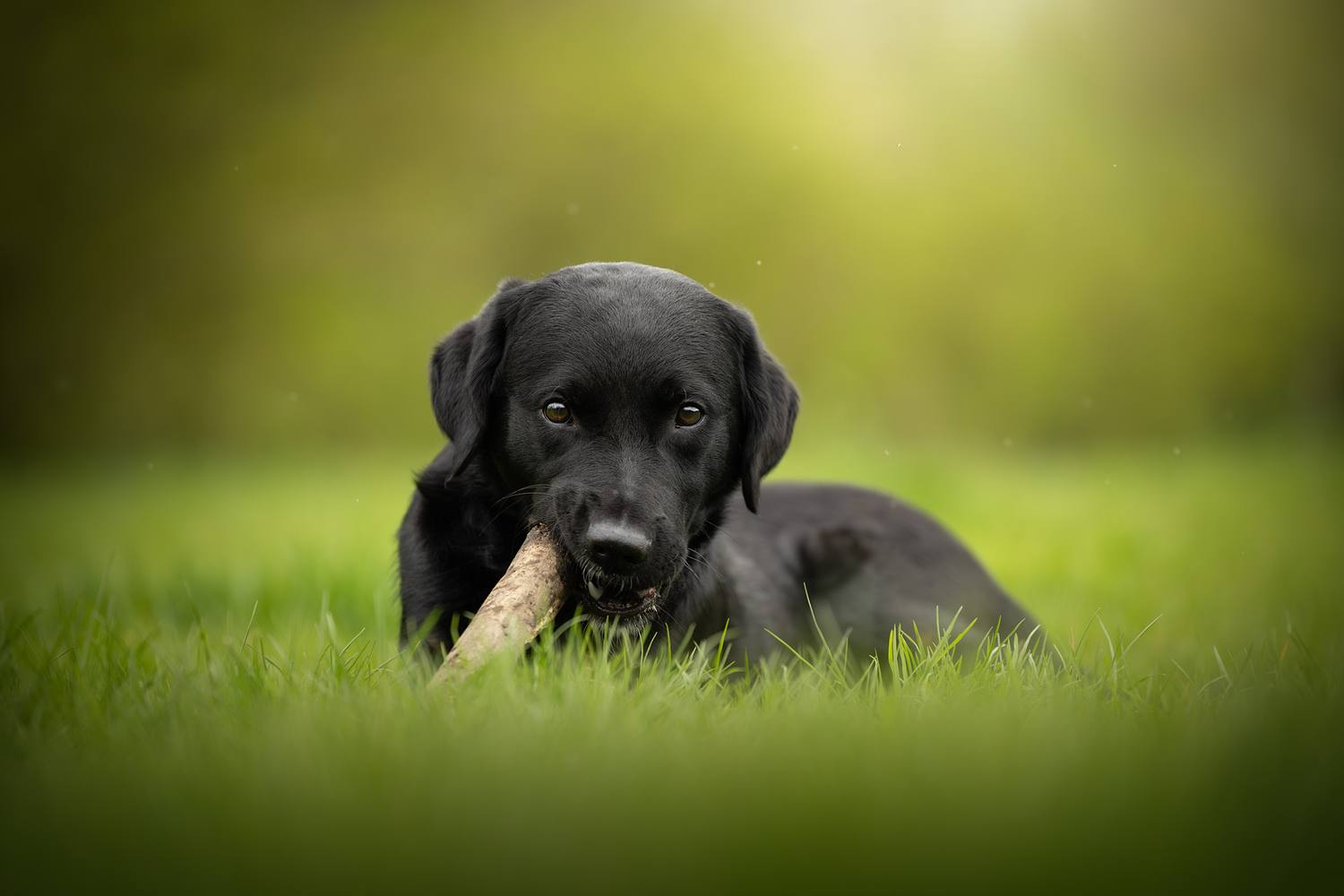 NLS Dierenfotografie