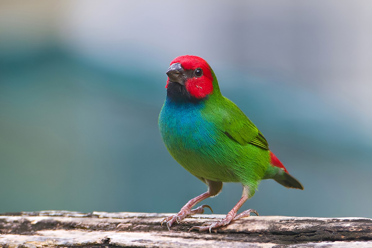 Fiji Parrotfinch