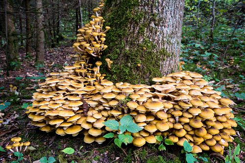 Pilze an Baumstrunk