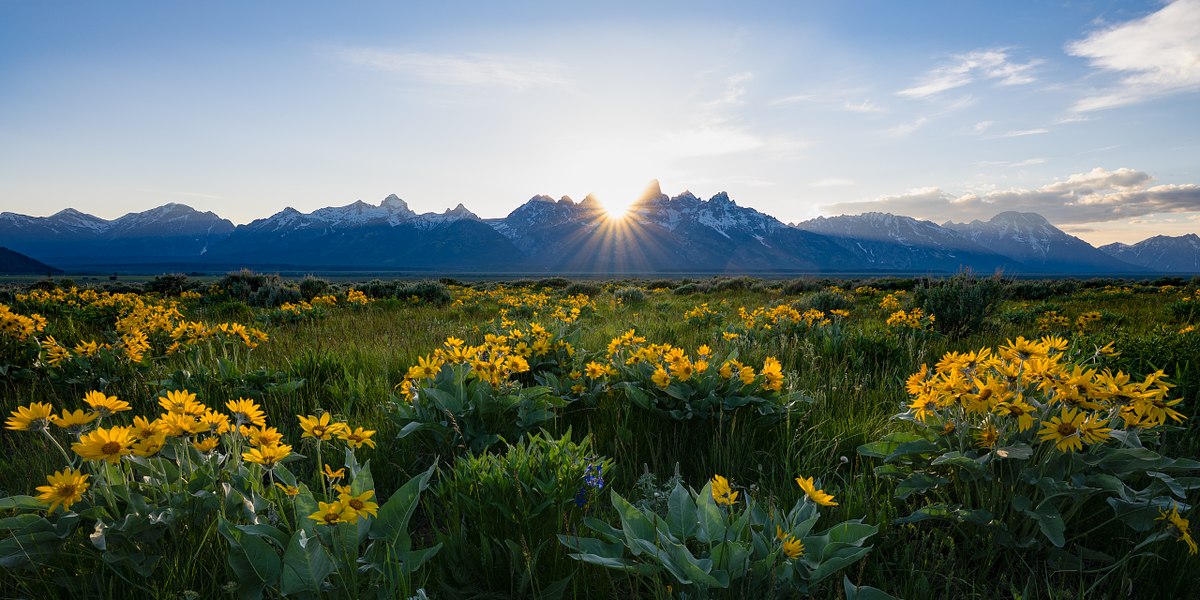 Sun-Petals