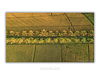 COLLECTION - FROM ABOVE HORIZONTAL - "Fields and Palms" - LIMITED EDITION 10 of 10