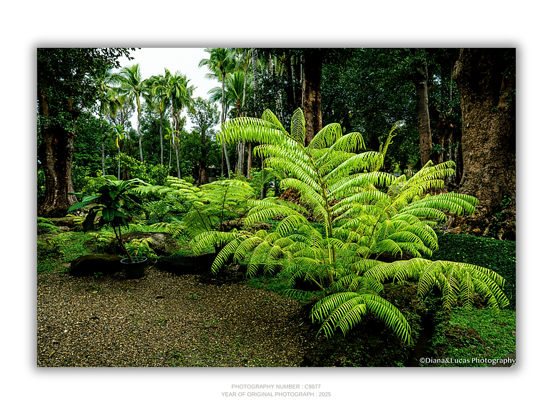 THE ONE - WILDLIFE & NATURE - "Fern First" - LIMITED EDITION 4 of 5