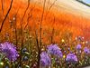 Australian Outback Wildflower Meadow
