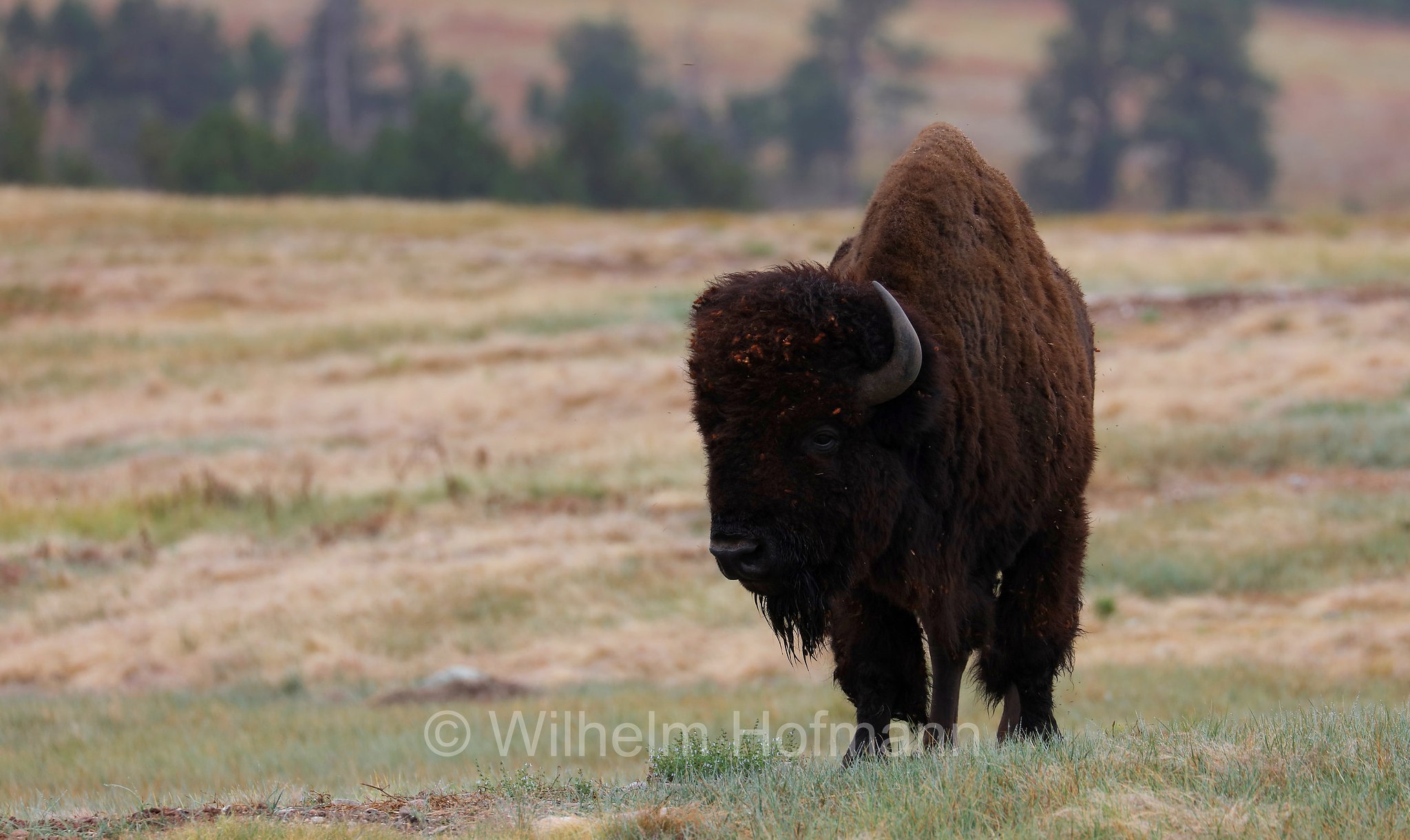 Plains bison, Präriebison, bisonte delle pianure, Bison bison bison, Wind Cave National Park, Wind-Cave-Nationalpark, Parco nazionale di Wind Cave, South Dakota, Dakota del Sud, USA