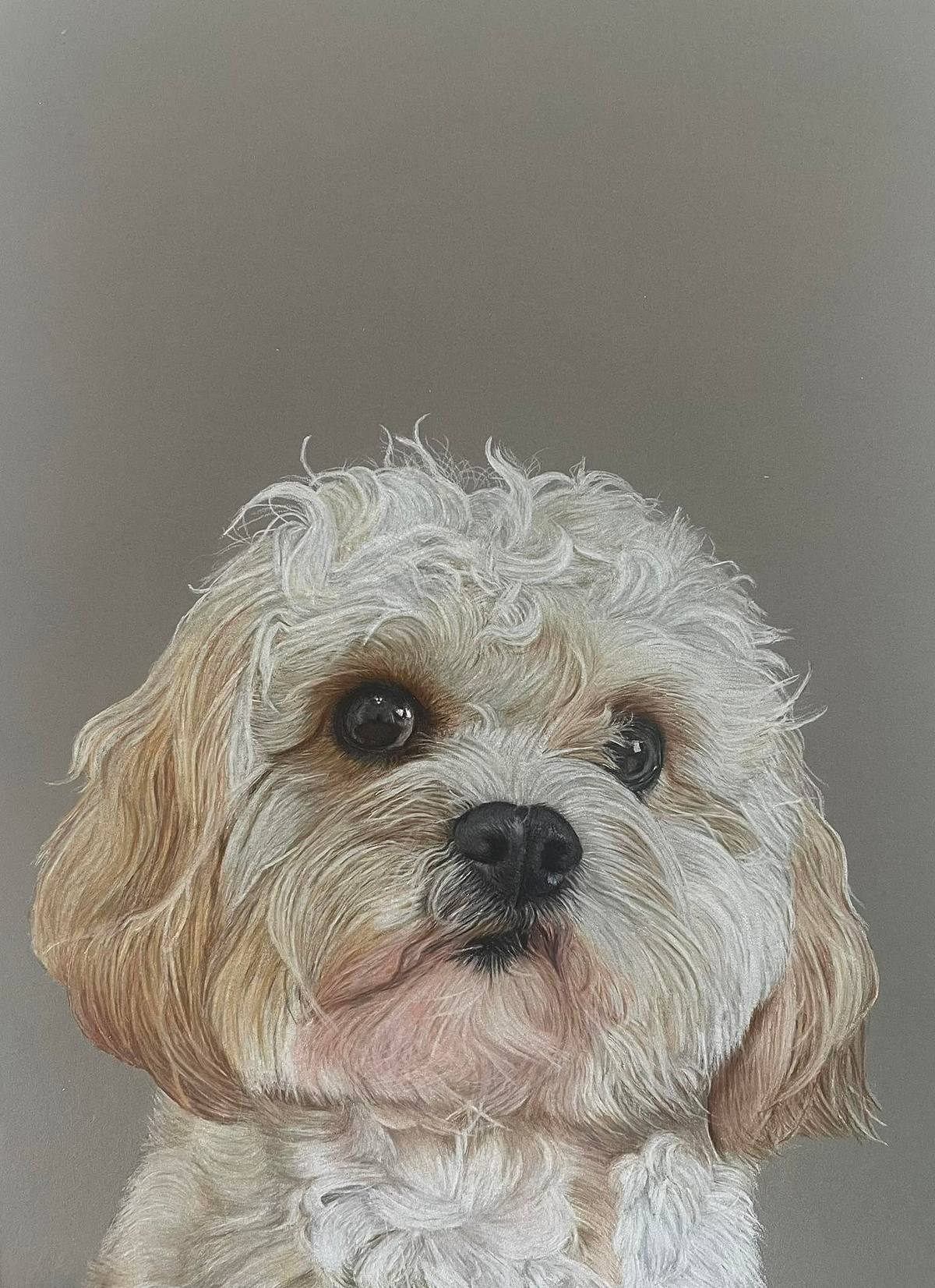 Cavachon Pet Portrait, Cavachon art, cavachon art, Cavachon Pet Portrait, cavachon pet portrtait, cute dog portrait, white dog on grey