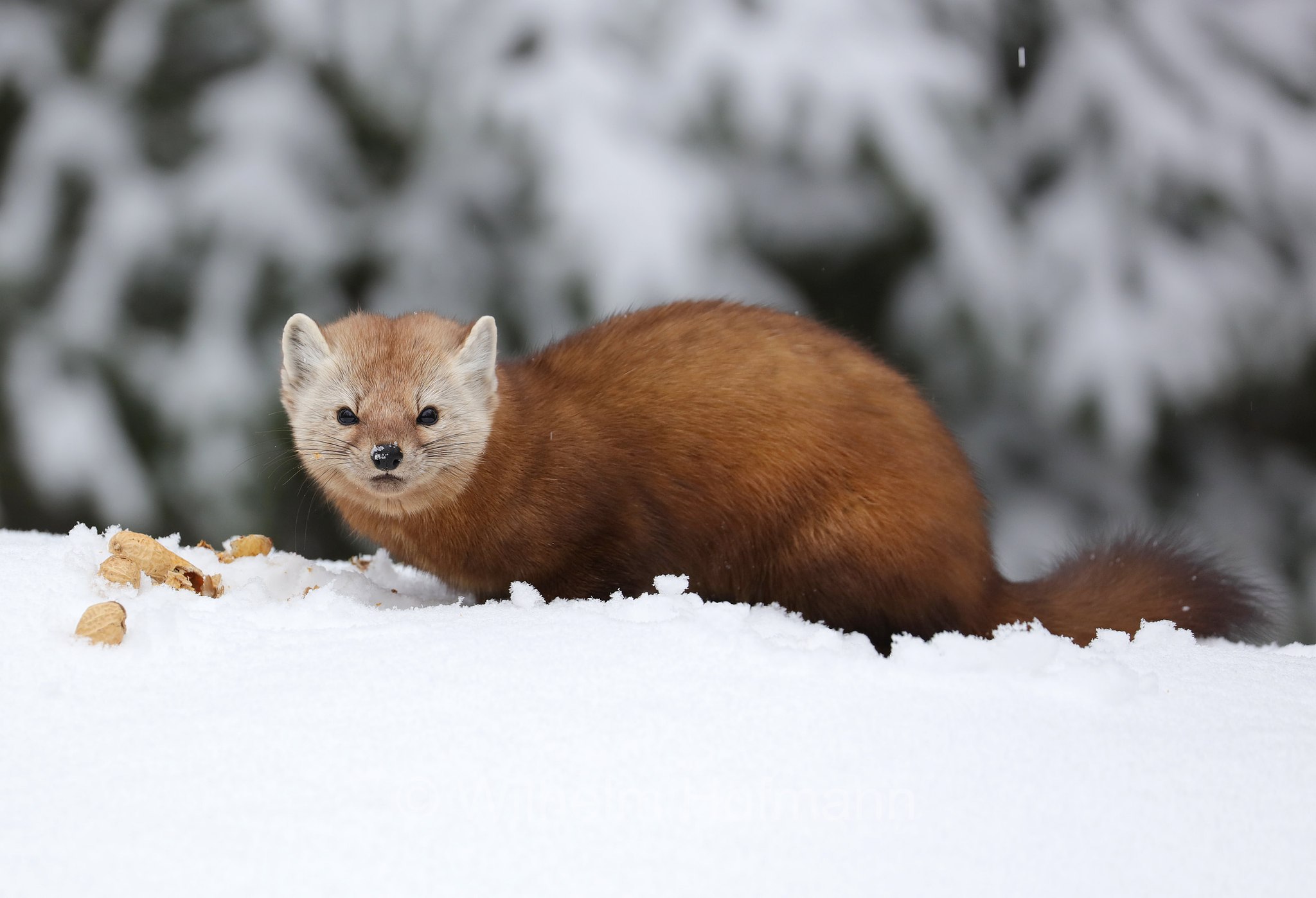 Martes americana, American marten, American pine marten, pine marten, Fichtenmarder, martora americana, Costello Creek, Algonquin Provincial Park, Parco provinciale di Algonquin, Ontario, Canada, Kanada