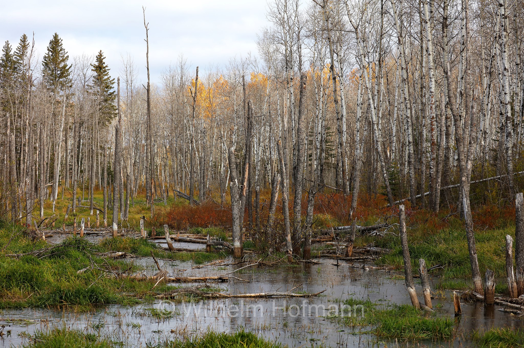 Autumn Landscape, Riding Mountain National Park, Riding-Mountain-Nationalpark, Parco nazionale di Riding Mountain, Manitoba, Canada, Kanada