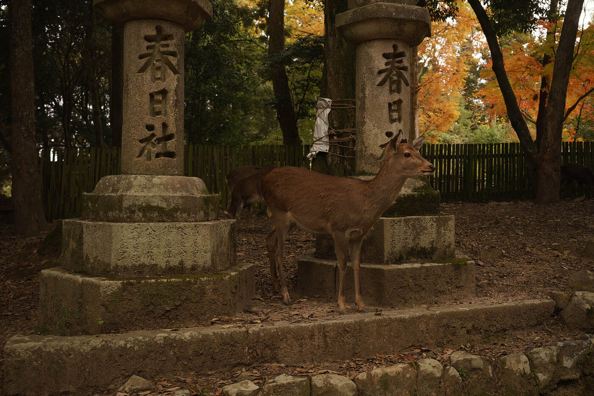 Cerf de Nara entre deux lanternes de pierre du sanctuaire Kasuga, érables roux en fond