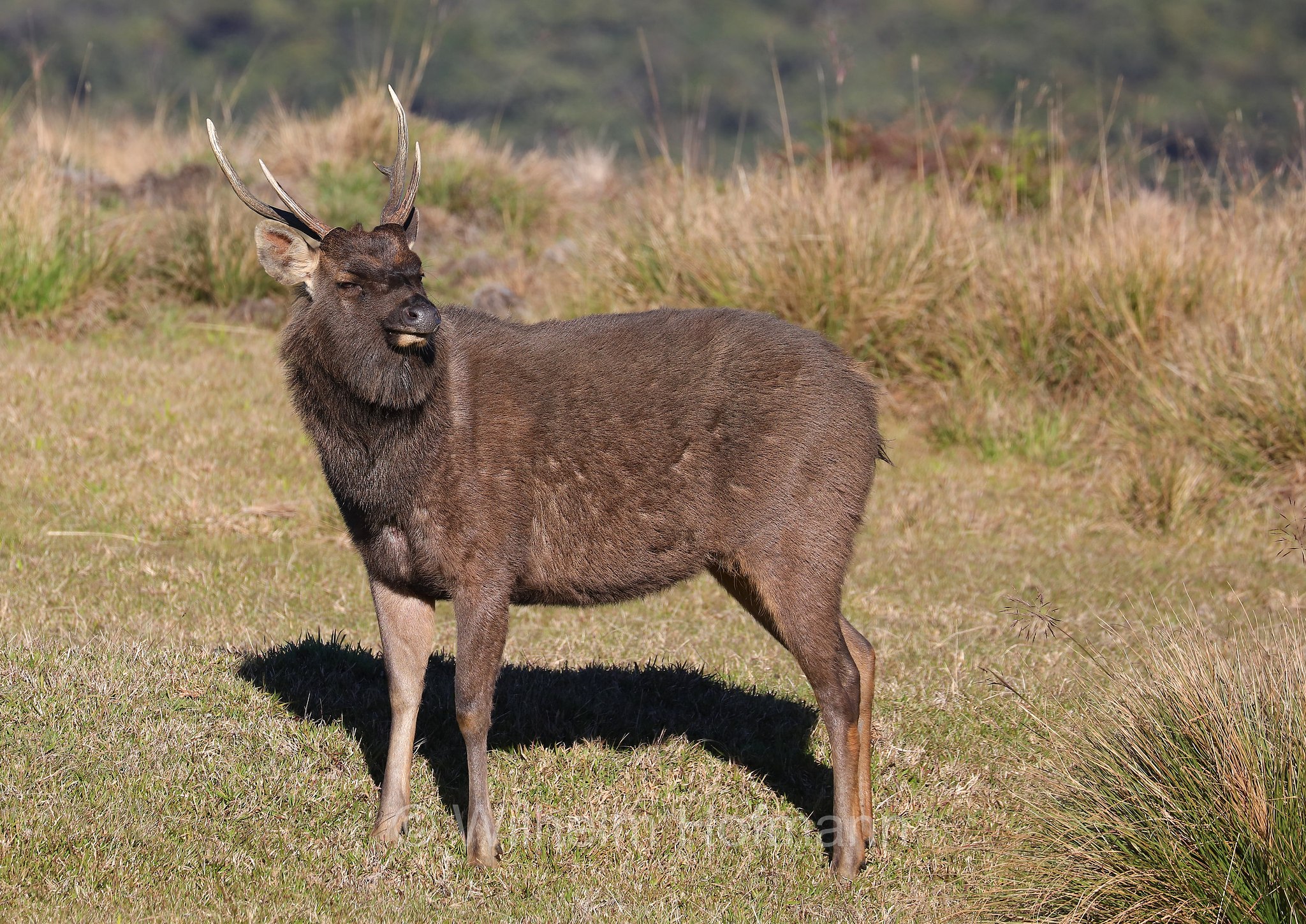 Sri Lankan sambar, Indian sambar, Sri-Lanka-Sambar, sambar indiano, cervo sambar, Rusa unicolor unicolor, Horton Plains National Park, Horton-Plains-Nationalpark, parco nazionale Horton Plains, Sri Lanka